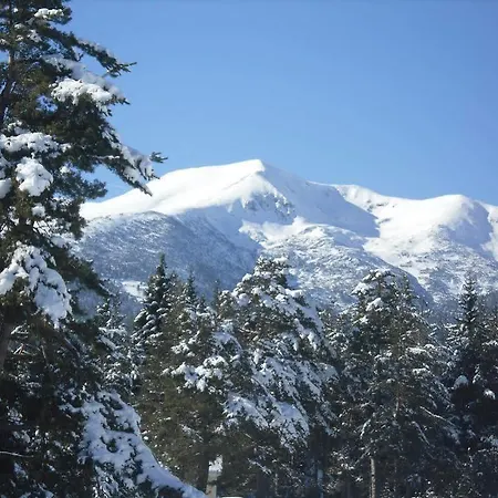 Bor Belitsa (Blagoevgrad)
